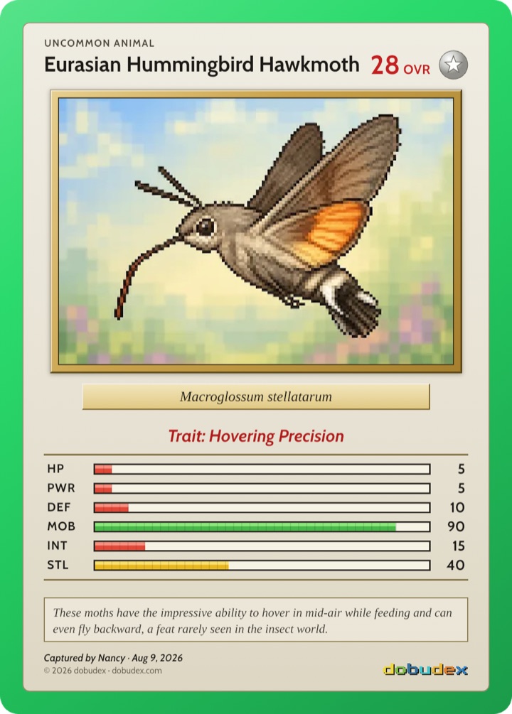 dobudex card of a hummingbird hawk-moth, Macroglossum stellatarum, hovering in front of a flower