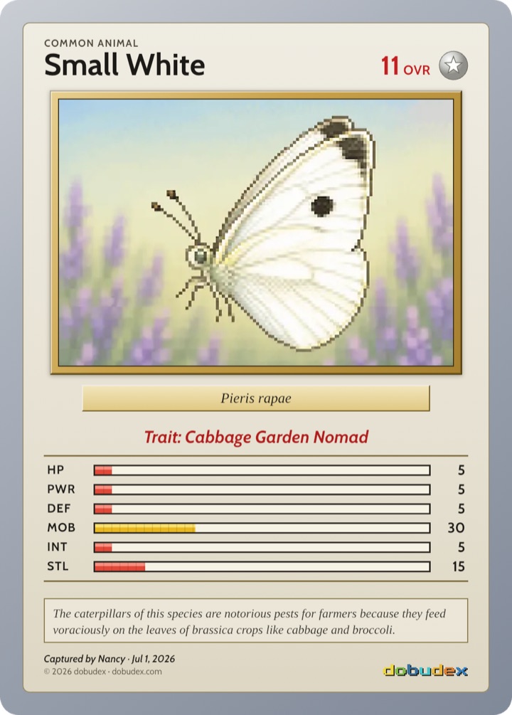 dobudex card of a small white, Pieris rapae, with the animal's statistics underneath