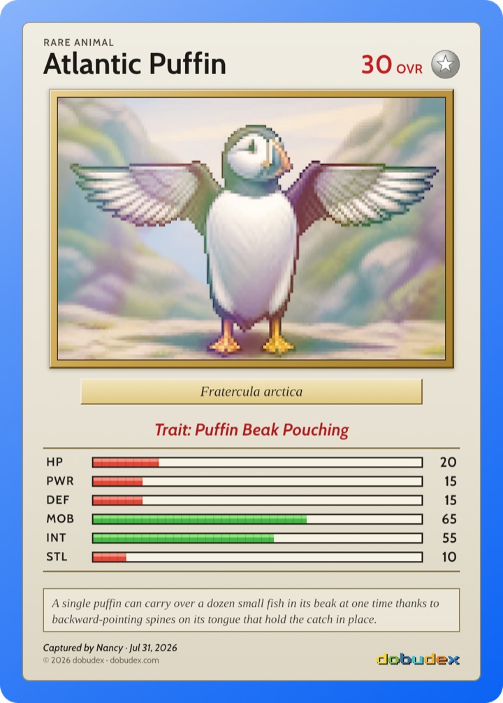 dobudex card of an Atlantic puffin, Fratercula arctica, with its wings spread